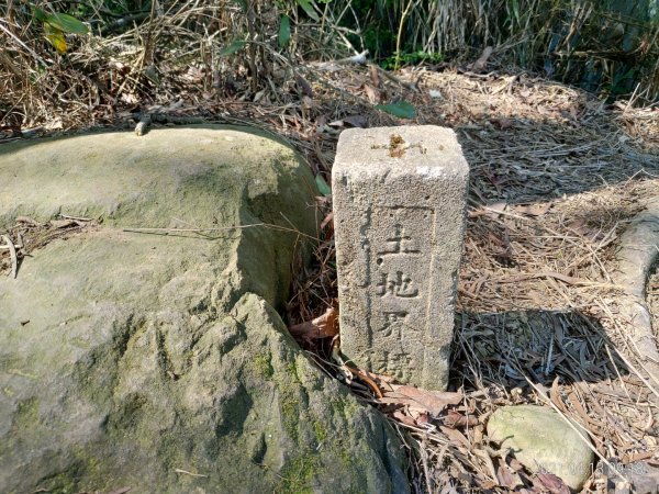 [新竹芎林]飛鳳山~芎蕉窩山...大板根1348044