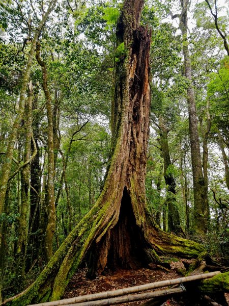 金柑樹山、忘憂森林步道-(南投)臺灣百大必訪步道2789380