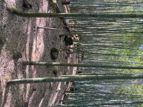鹿谷大崙尾山、和雅挑竹古道7號、和雅挑竹古道6號O型走2425942
