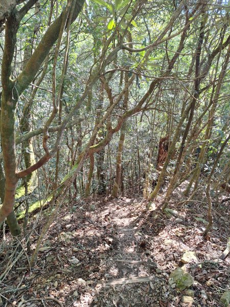 屋我尾山+G(大雪山進老鷹谷出)O型202502162713592