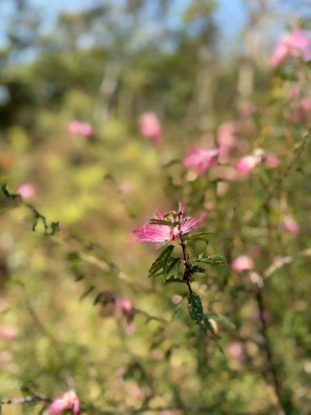 2026/02/20笠頂山+真笠山西南峰3008117