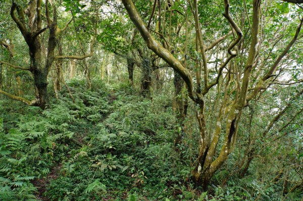 新竹 關西 福大山、彩和山、高甫山2988283