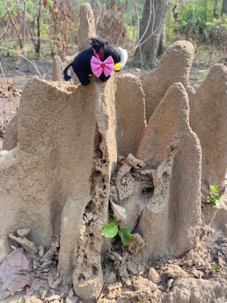 尼泊爾奇旺國家公園4天三夜2788971