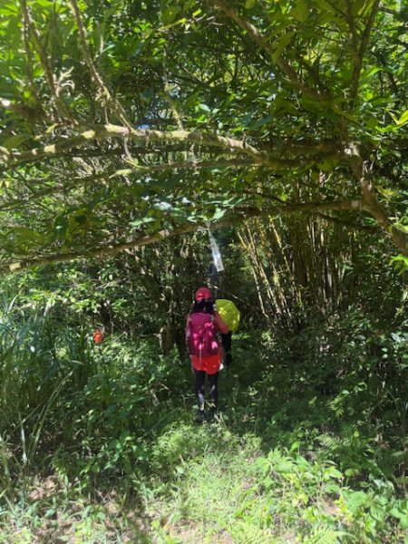 2025-08-30 豎旗山西北稜上-豎旗山-烏山古道西段下2874118