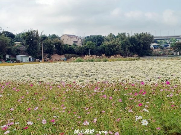 【苗栗】賞花趣~銅鑼杭菊x通霄蒜香藤花廊2945976