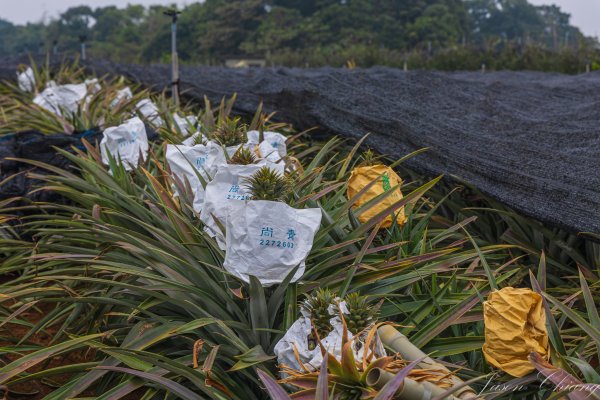 [南投]松柏坑山2683273