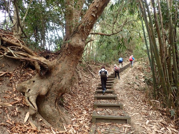 水沙蓮古道順登二坪山