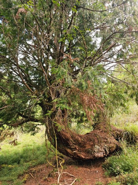 三星山-小百岳#85-宜蘭縣大同鄉2827533