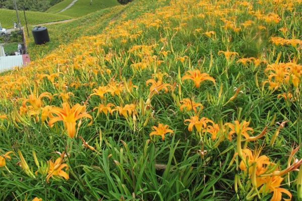 【花蓮】六十石山金針花季21548