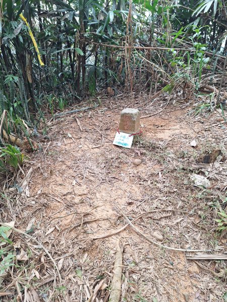 飛龍步道(崇聖亭起登)202401222696340