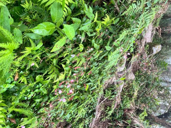 20251013_都蘭山（台東小百岳）2941340