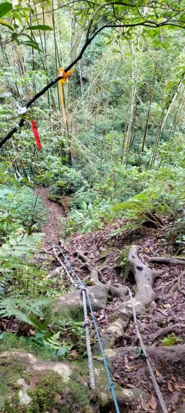 芙蓉山~大凍山~霹靂山~樂野山  四連峰1009678