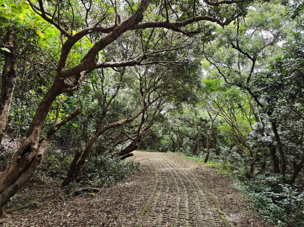 [百山百鳥尋旅-02/15] 2025_0809 社頂自然公園步道2856959