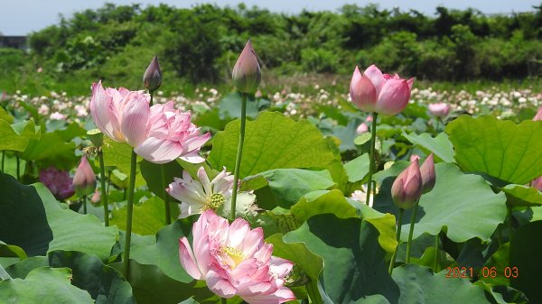 蝶戀花?! 花蝶戀?!1410576