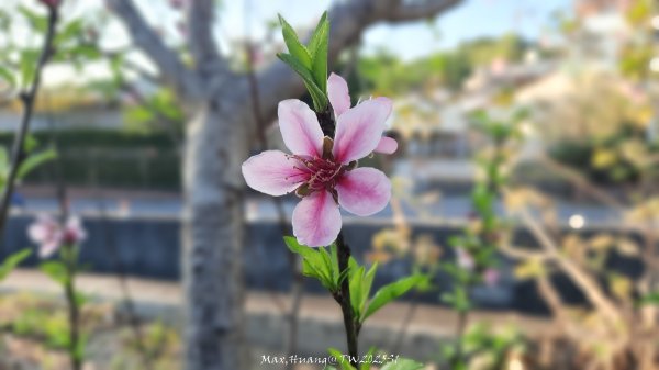 《彰化》桃李櫻美｜花壇虎山巖步道x大嶺巷富士櫻202503012723682