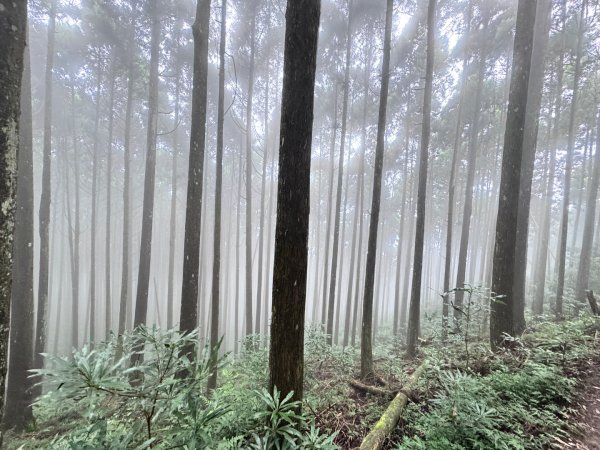 光天高山 - 向天湖山(小百岳32) 小O一圈2876739