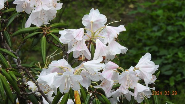 天龍國阿伯的日常-雲山水花鳥蝶3/29 #紅星杜鵑2467255