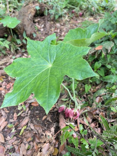 大屯西南稜-上大屯尋找八角蓮採野🥬-貴子坑連走六峰2756160