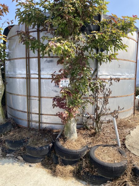 20260217月眉山+海鼠山+奮瑞古道3001653