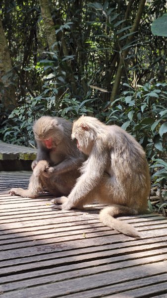 【柴山、壽山、萬壽山，到底哪個才是你！🤣🤣】走一座可以映照出高雄不同時期歷史軌跡的山。