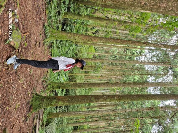 桃園小百岳東眼山(H1212m)2844638