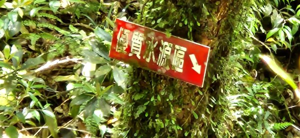 【中級山】與山毛櫸的邂逅，逐鹿山2742672