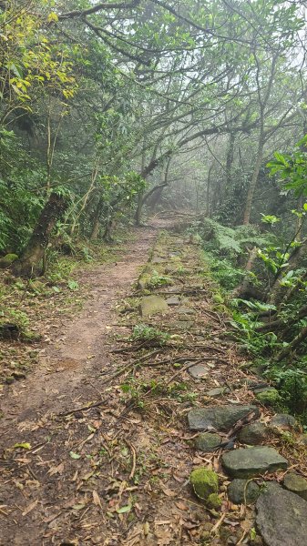 2025-01232淡蘭古道北二段(燦光寮古道到澳底)2696630