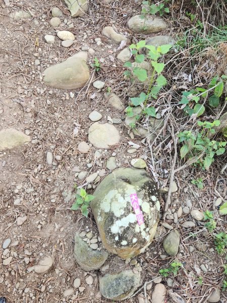 【田中秘境】田中大小劍+小奇萊O繞2719653