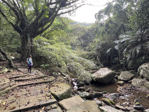 草嶺古道-大溪線-桃源谷-虎字碑-草嶺古道-福隆 202409092591693