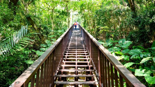 《蝶戀花。酸藤一生》2723346