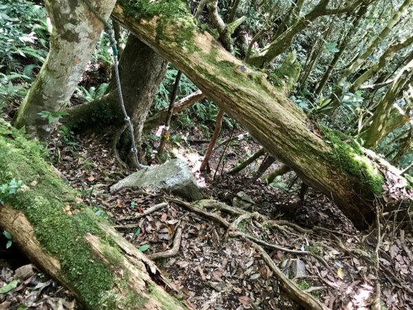 走進深山馬路邊的復興尖山642236