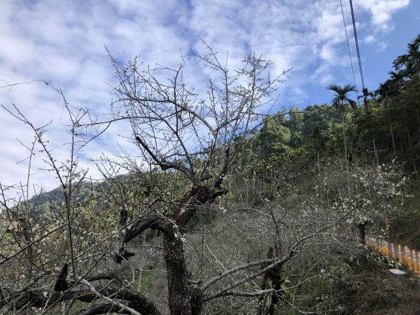 梅嶺伍龍步道走獵鷹尖一線天 難山 竹子尖山 梅峰1571902