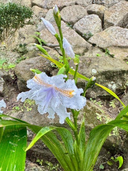 獅山 六寮古道 獅頭獅尾走一圈2992426