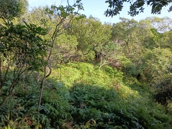 貢寮區新厝山+澳底尖(火炎山)+美艷山+金沙灣2989674