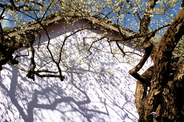 【南投~信義 】牛稠坑賞梅1254943