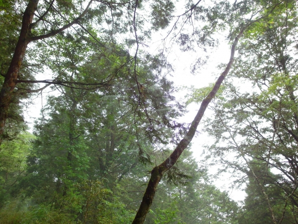 太平山之見晴懷古步道43081