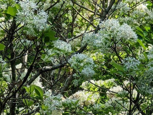 2023-04-03 東眼山自導式步道2792658