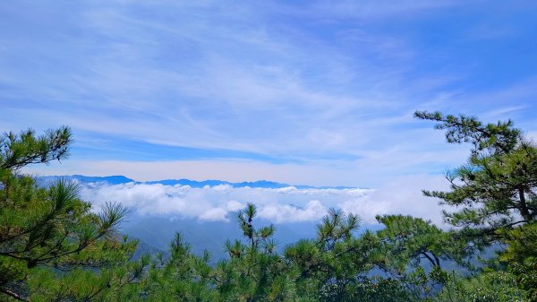 鳶嘴山美呆了~滿滿的雲海~1884269