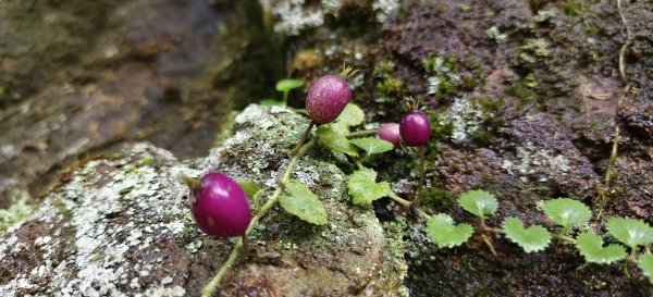 2025/07/13_二層坪古道O型未完成2835756