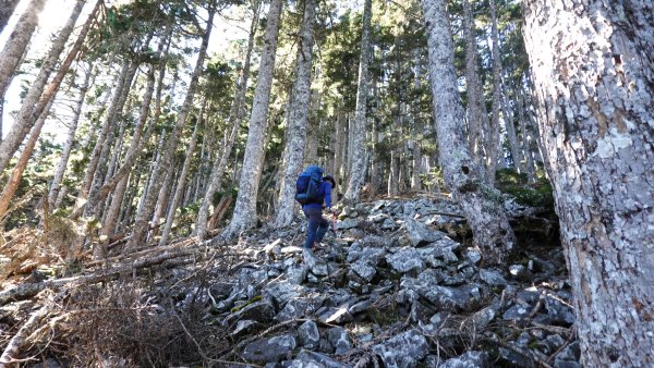 雪山黑森林直上甘木林山登雪主雪南過志佳陽下馬武霸兩日C型2758170