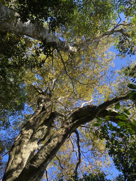 114.11.16 北得拉曼追黃金山毛櫸2937888