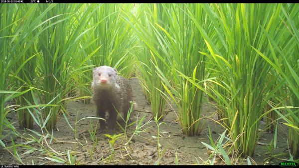 【新聞】食蟹獴參上！最萌戰友加入守護友善石虎田行列