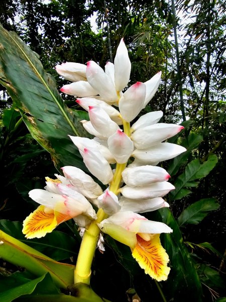 2026年臺北大縱走第六段：中華科技大學至捷運麟光站3026045