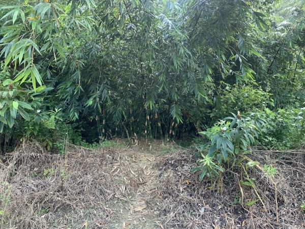 20250929台南草坪埔山-牛息山-竹腳湖山西北峰2899772