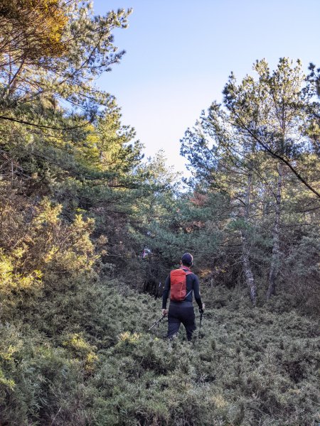 【高雄桃源】小關山林道上小關山1275097