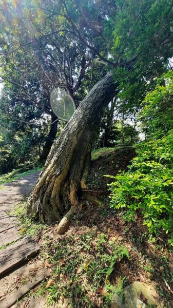 《新竹》石階古道｜橫山大崎棟古道O繞上大山背山202308252261582