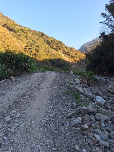 神木村千年樟木202512112959508