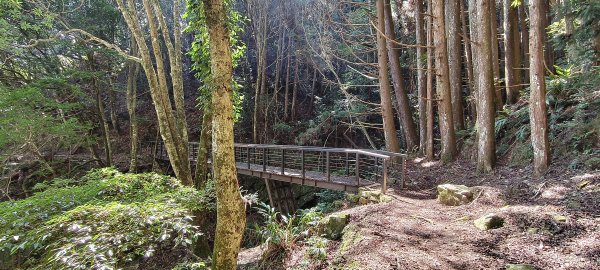 2026/03/18 加里山+大坪山 O型3020013