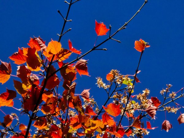 大雪山國家森林遊樂區賞楓／看神木／賞雪白山頭／賞大景2974260