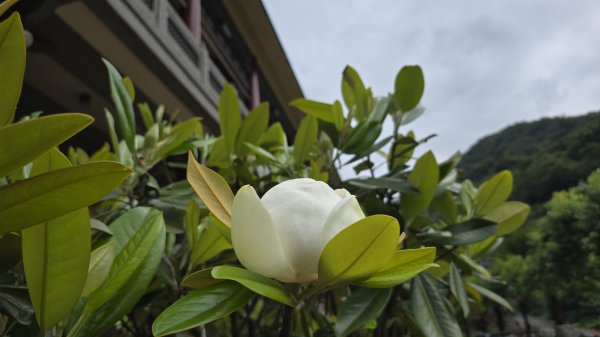 陽明山冷門好走步道平溪步道，欣賞石斛蘭瀑布不用去南部，無敵展望鵝尾山水田，涼爽好走狗殷勤古道。2784859